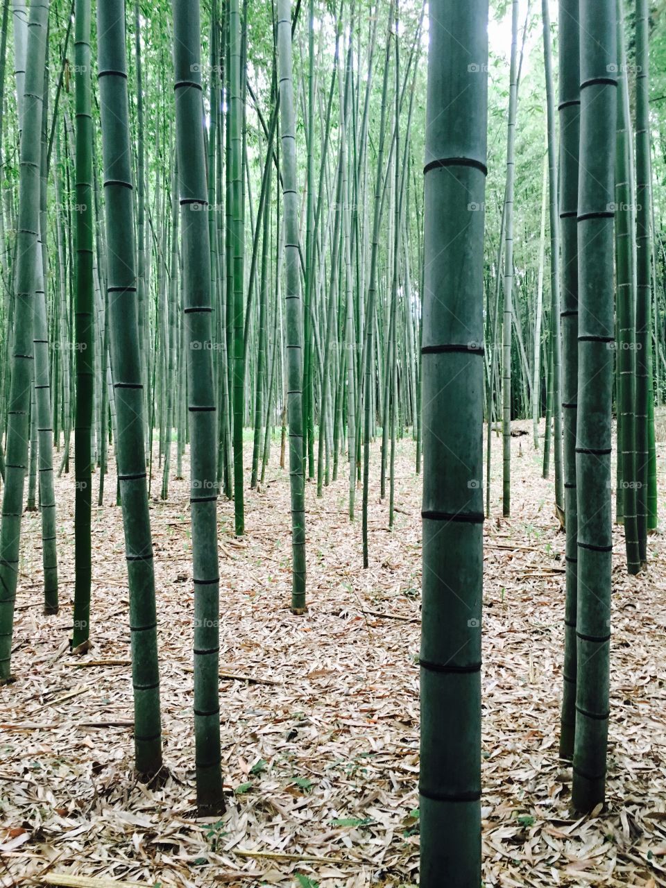 Arashiyama's bamboo forest 