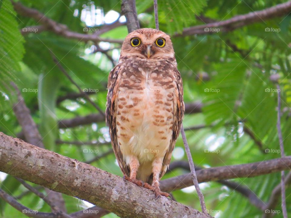 Curious Owl