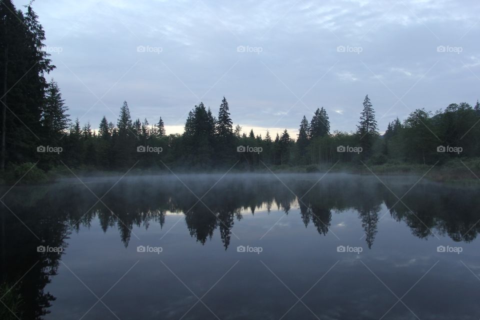 Early morning fog on the pond