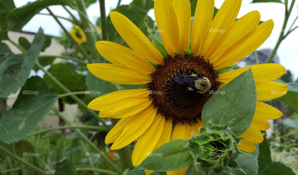 sunflower and bee