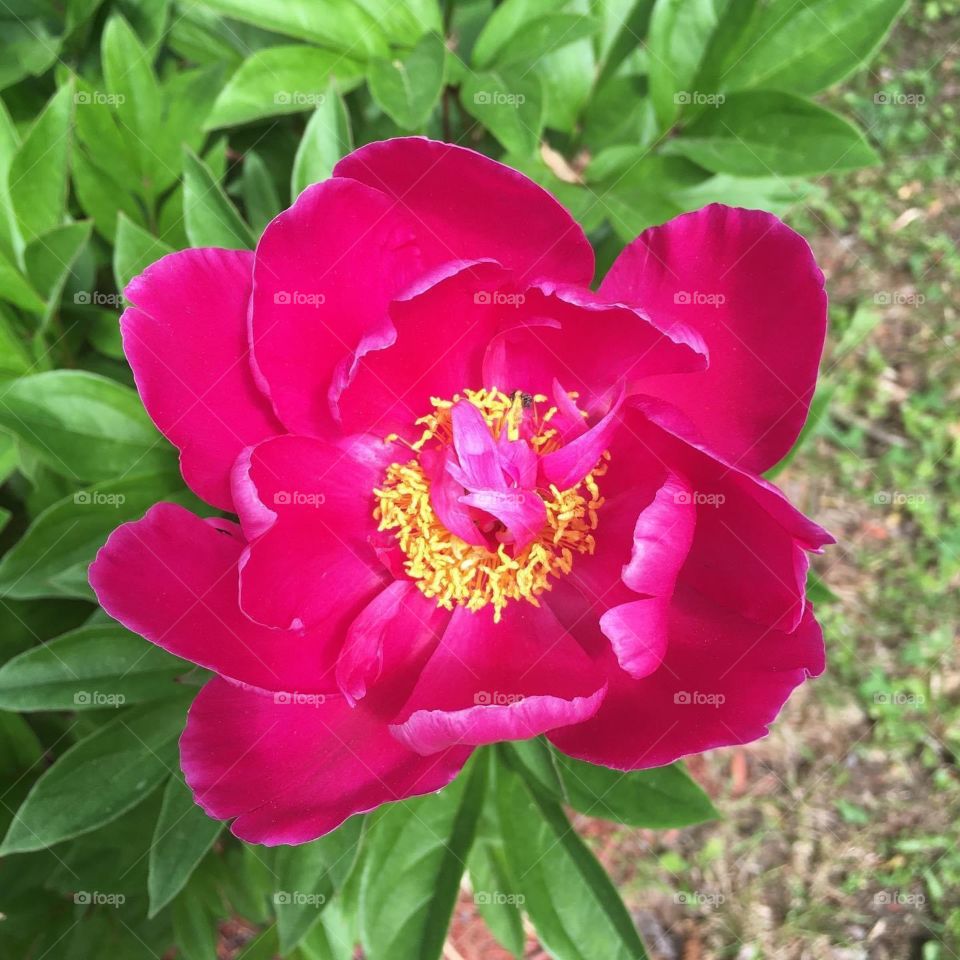 A peony’s bright color