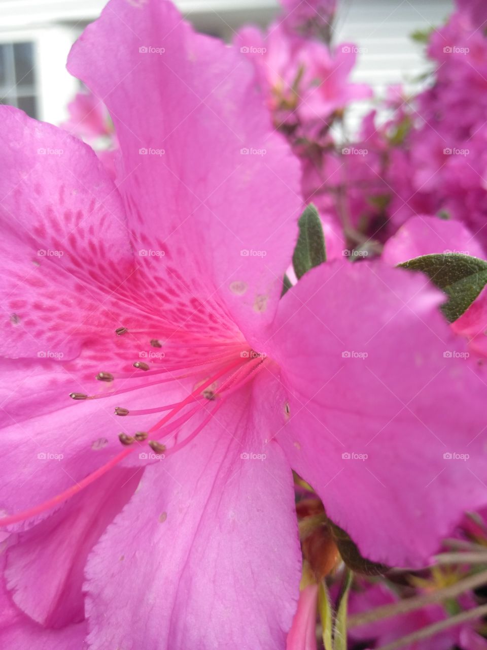A brilliant pink spring azalea flower.