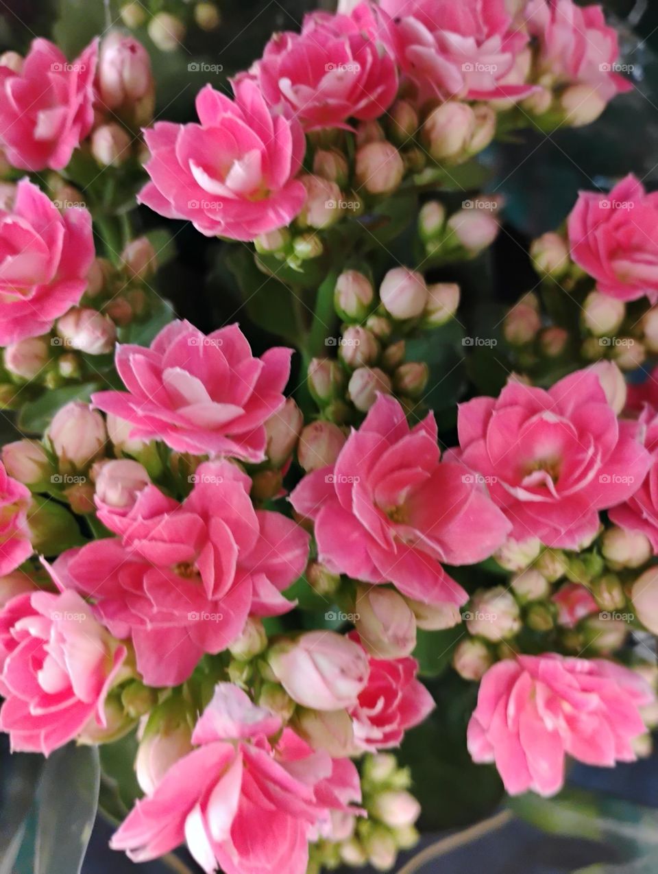 Kalanche é um gênero de plantas suculentas da família Crassulaceae. Sua origem é africana e, ela também é conhecida, como a For-da-fortuna ou  Kalandiva, no Brasil