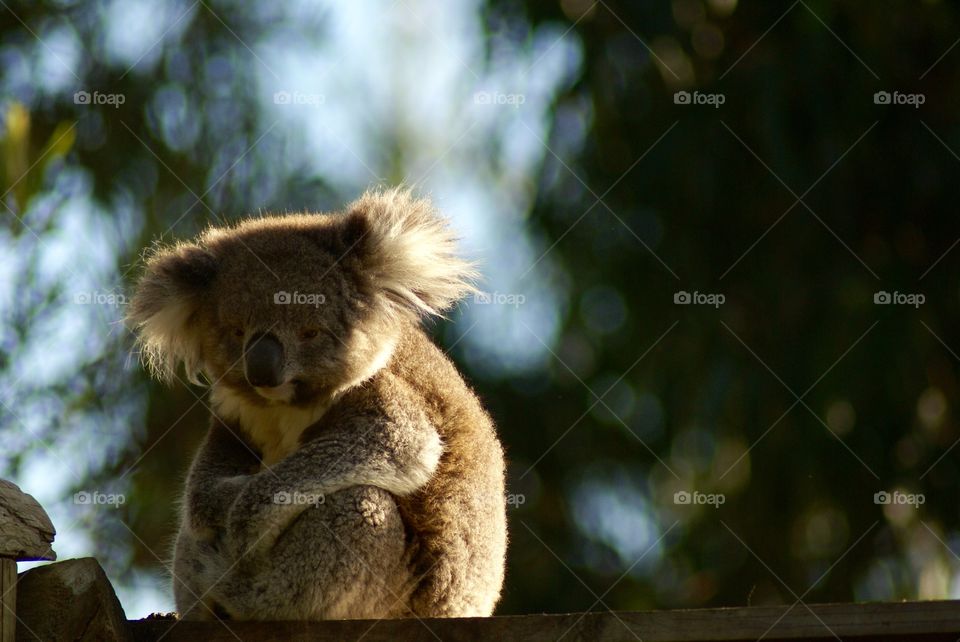 Koala sitting