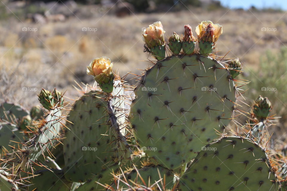 Cactus in bloom