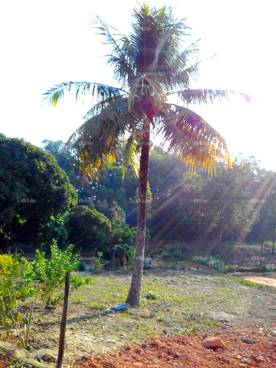 tia nắng sáng sớm xuyên qua tán lá dừa