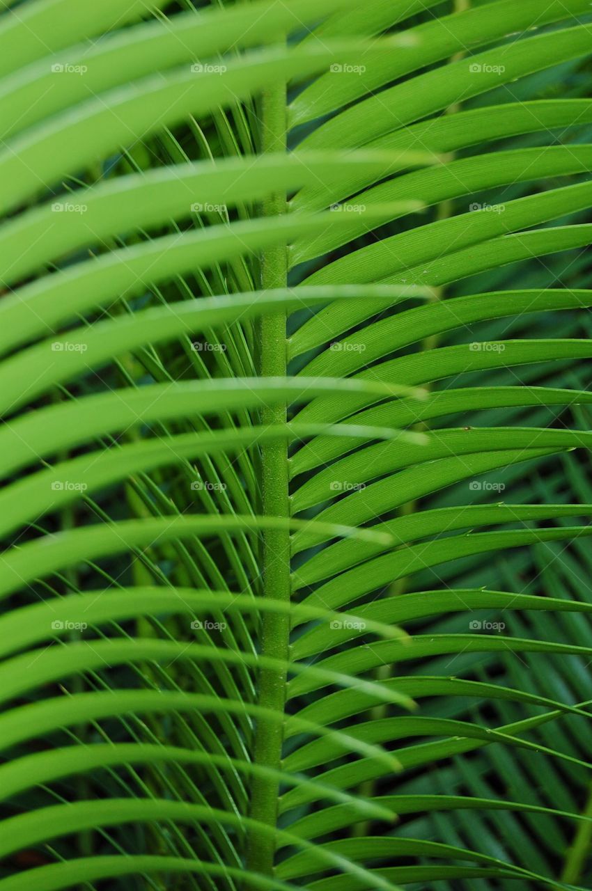 Full frame of a green plant on outdoor 