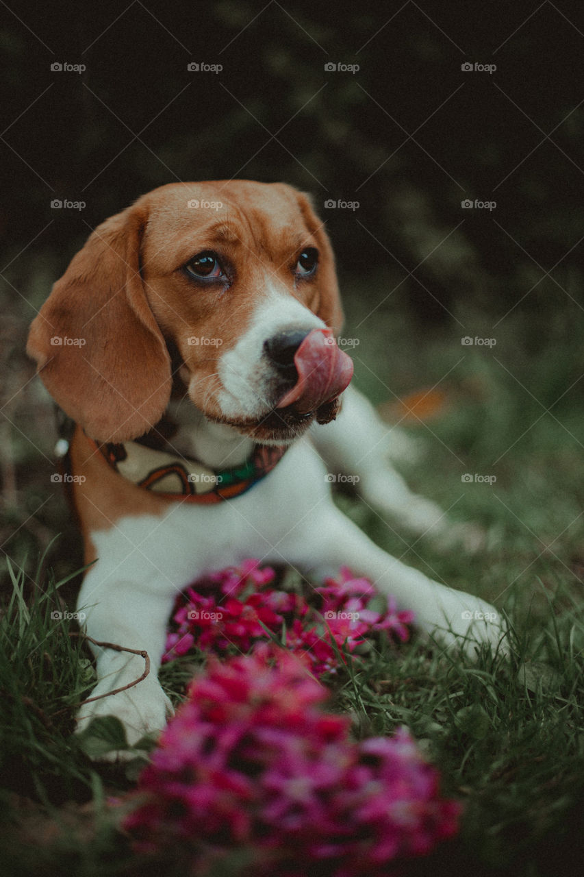 the beagle dog and the flowers, in the spring