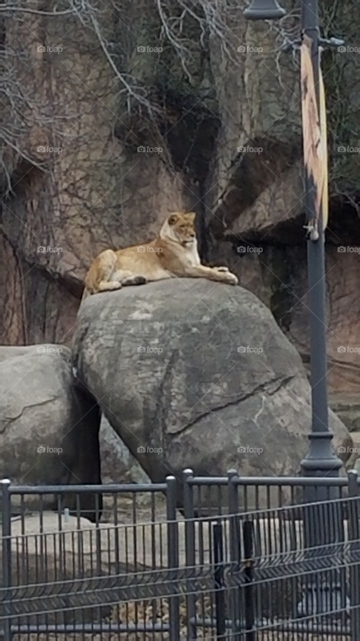 Lion at Lincoln Park Zoo