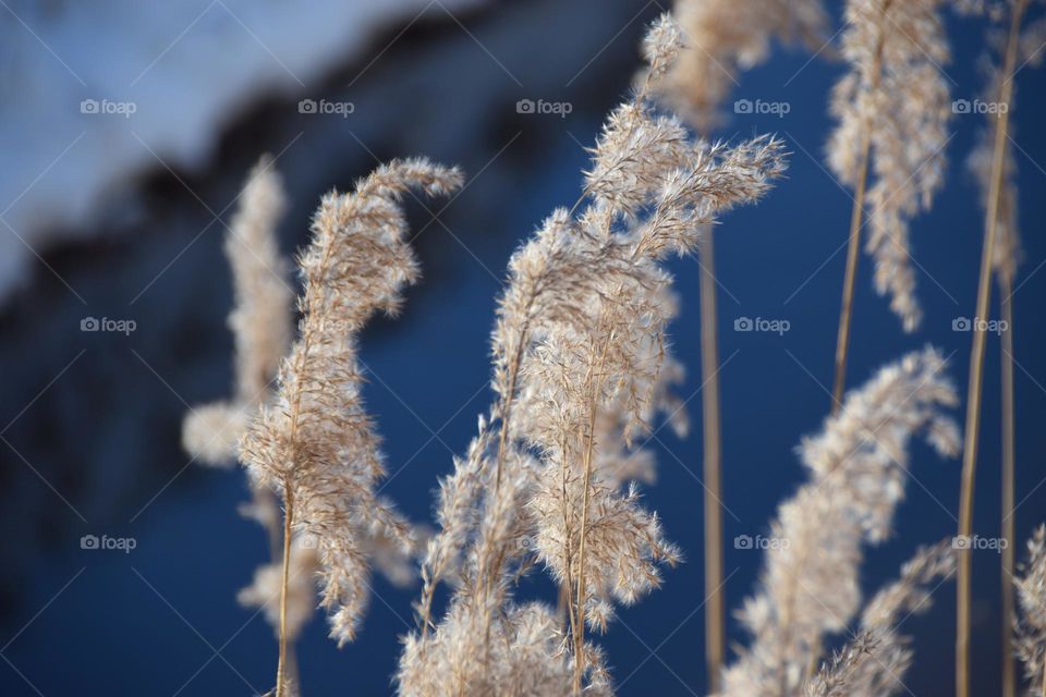Schilfähren im Winter