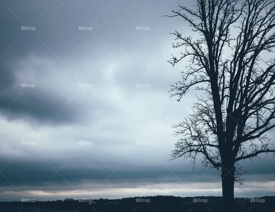 Ohio Countryside, farmland in Ohio, open country views, countryside landscape, tree on farmland, open country, wide open spaces, details of trees, contrast on landscapes 