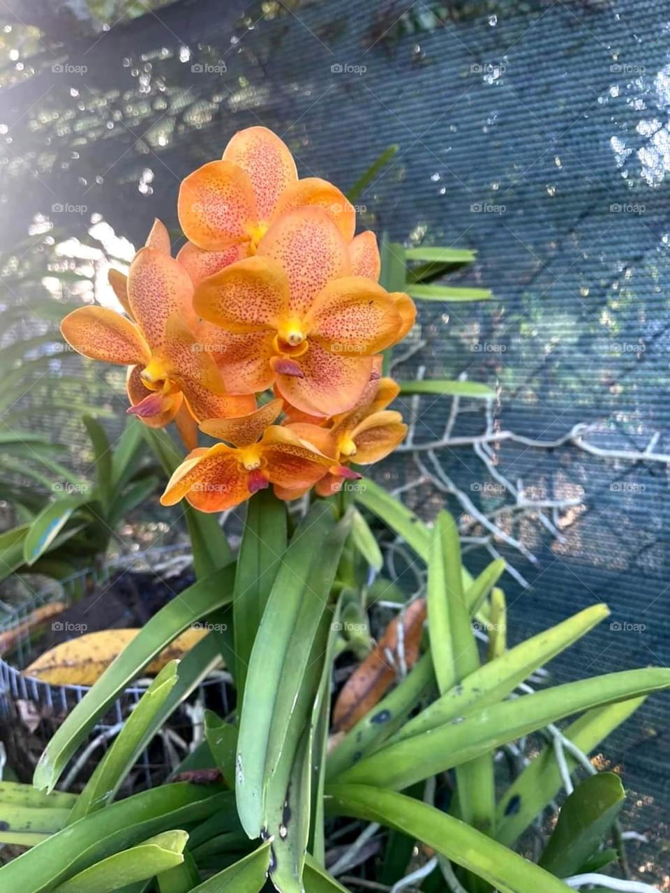 orchids Orange
