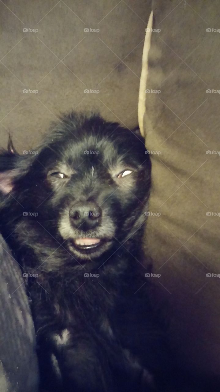 weird Pomeranian dog face
