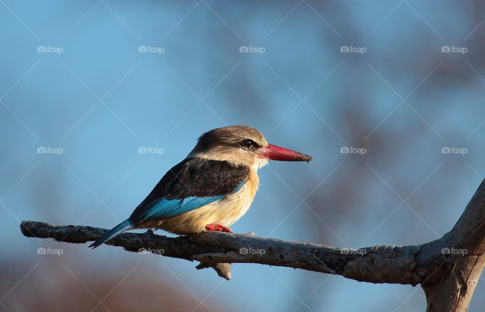 Brown-hooded kingfisher