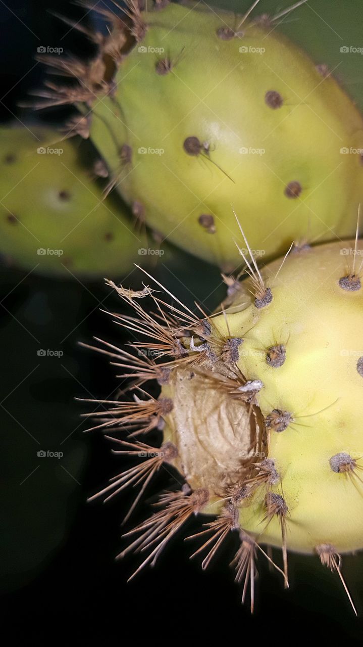 cactus fruits