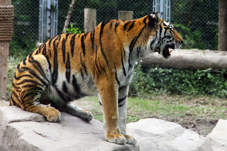 A tiger waiting for food at the wild animal zoo in china.