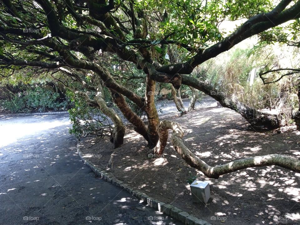 path under trees to a beach in Porto