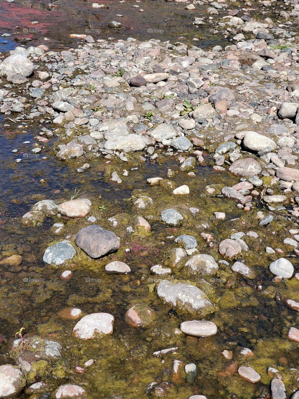 Rocks and Algae in Drought-stricken River