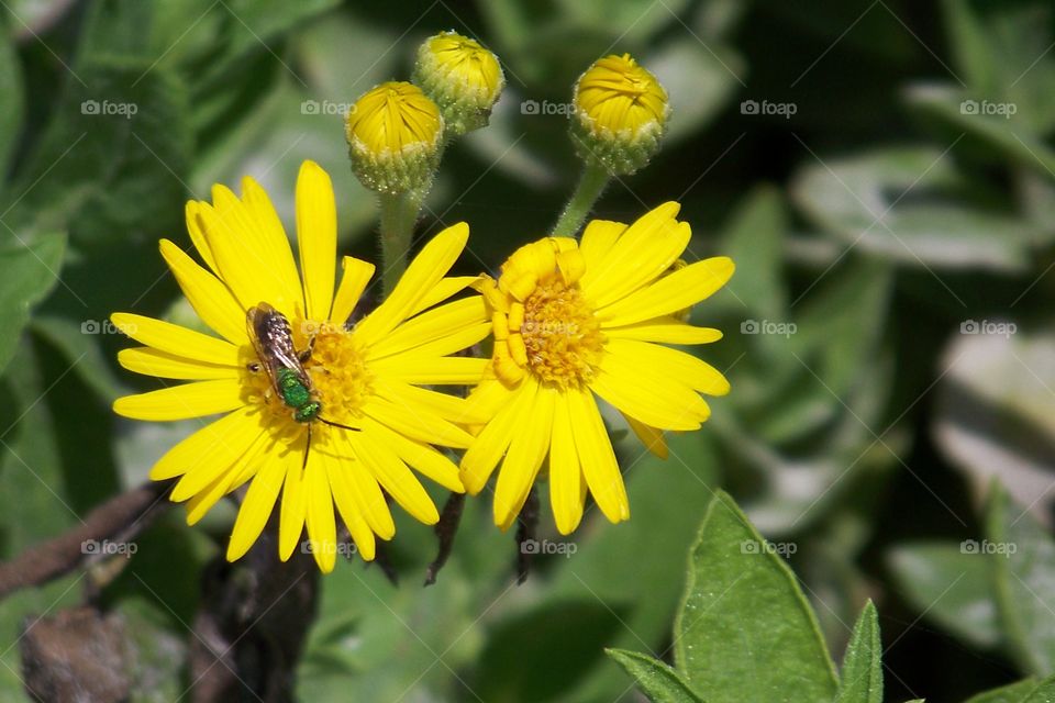 Beetle pollinating a yellow daisy during spring