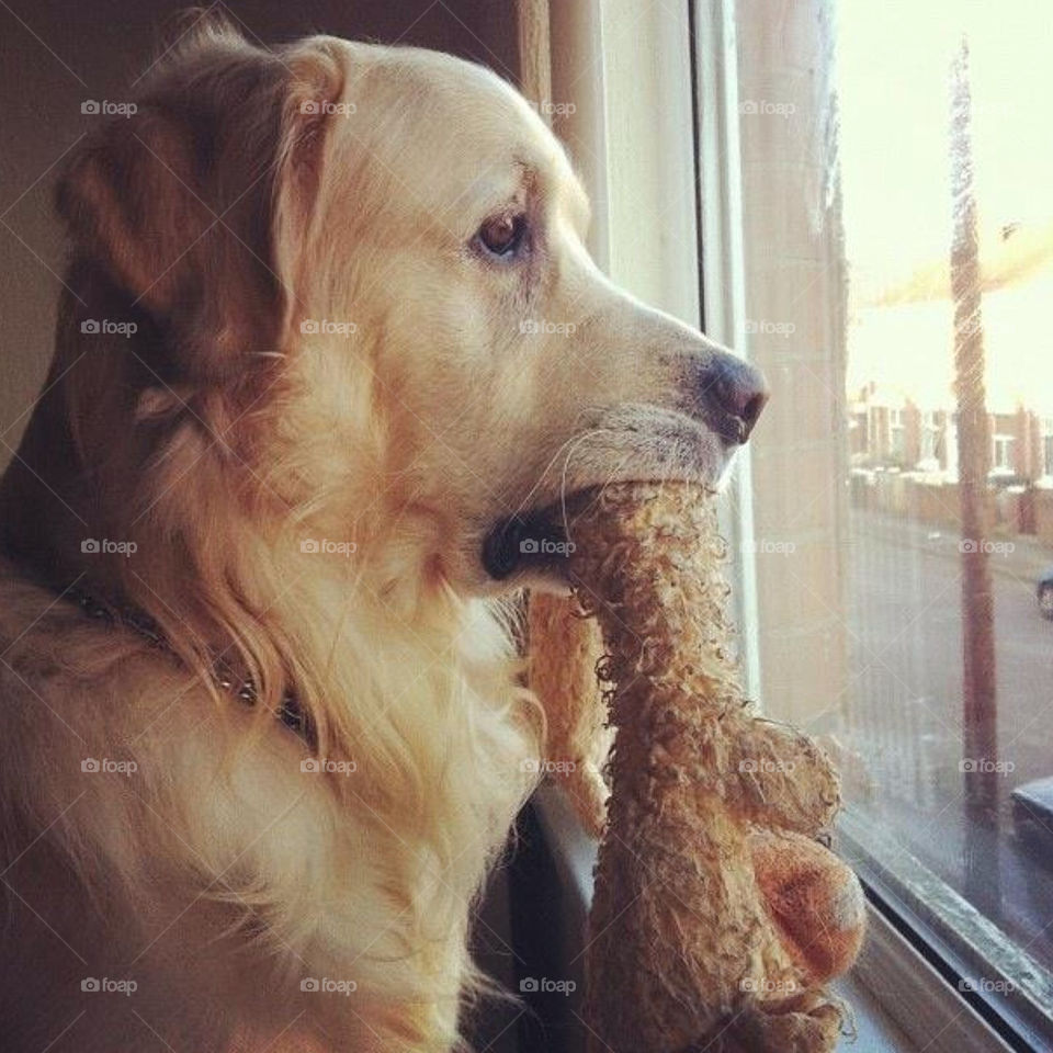 Dog, Portrait, Pet, Cute, Canine