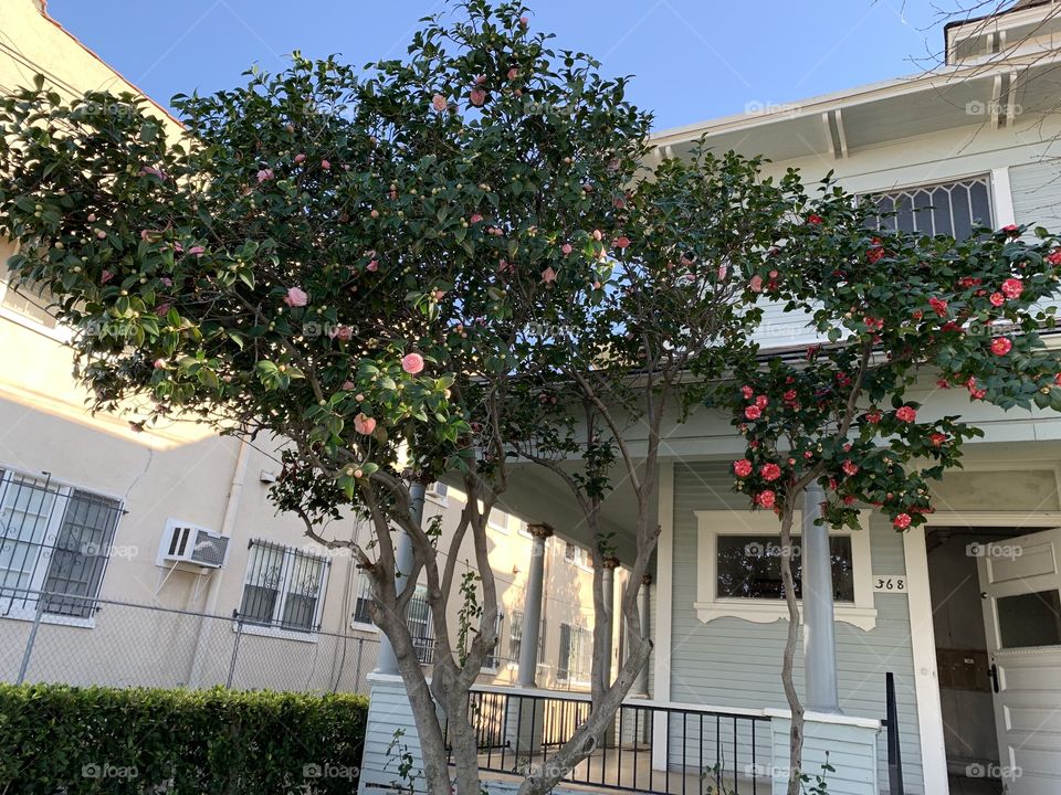 Beautiful tree with flowers blooming in Los Angeles, California in front of old Victorian house. 