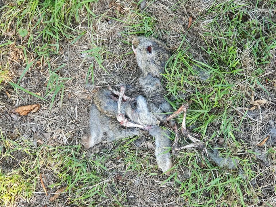 Dead rabbit on lawn. Now in heaven.