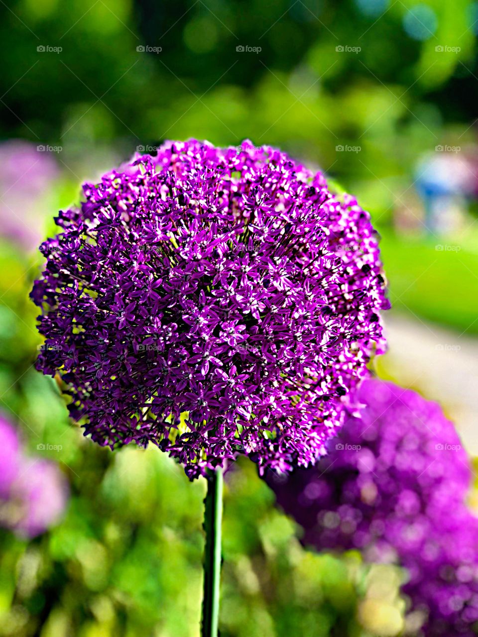 Round and purple beautiful flower! 