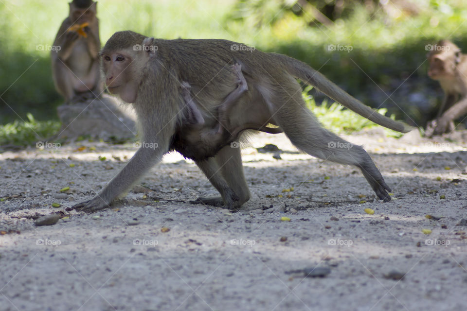 Close-up of monkey family