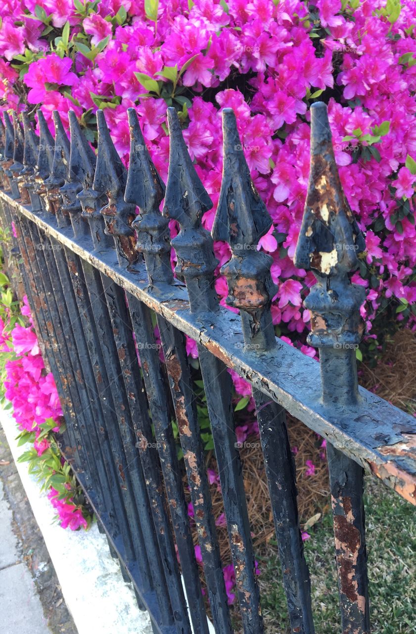 Rusting fence with pink flowers.