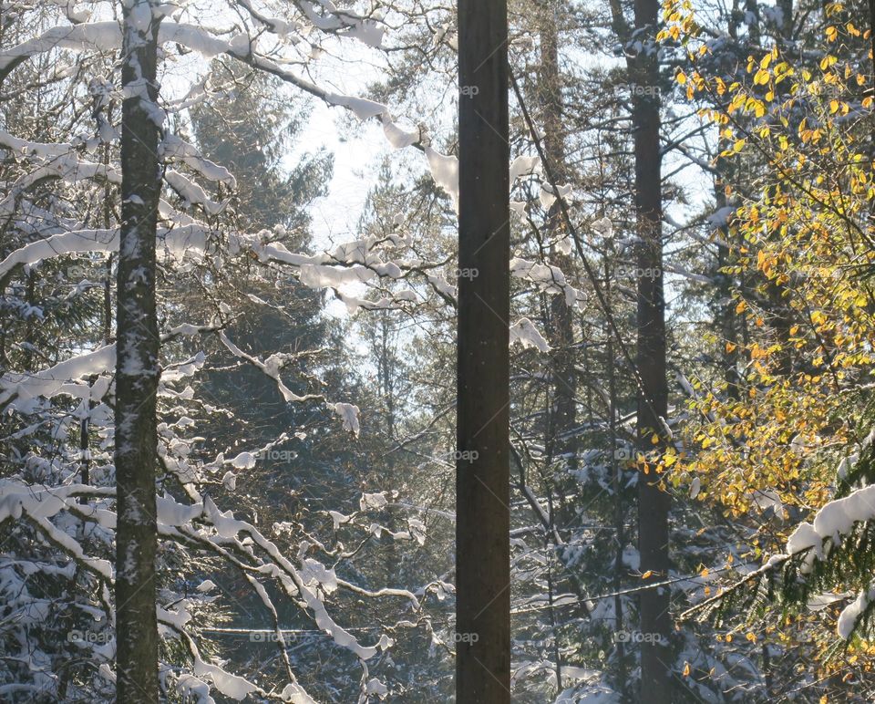 Frozen forest