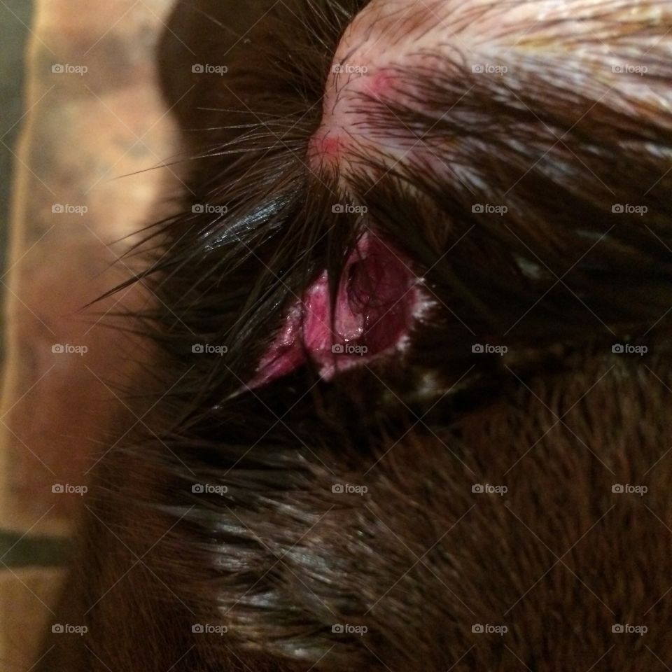 Close up of dog bite wound on brown chocolate Labrador’s ear.