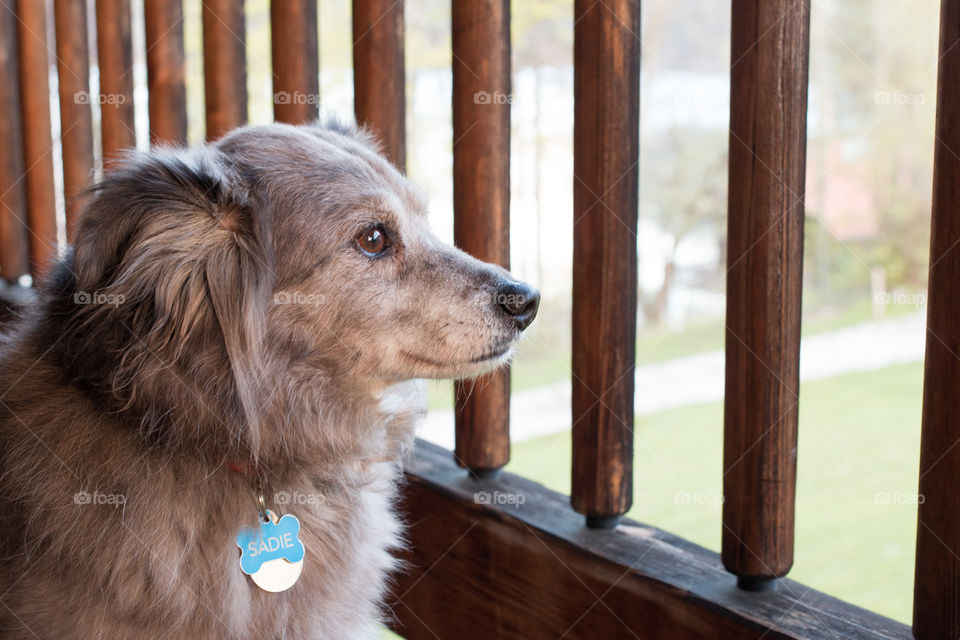 Close-up of dog in balcony