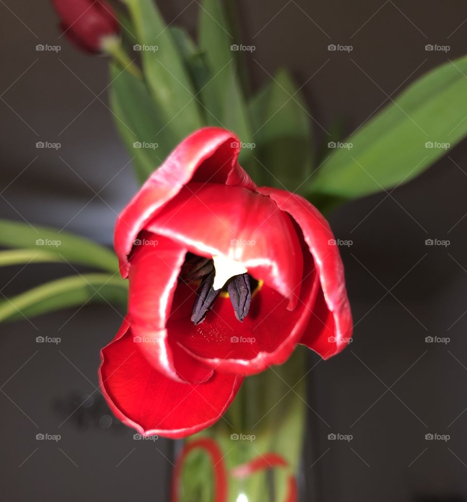 Tulip