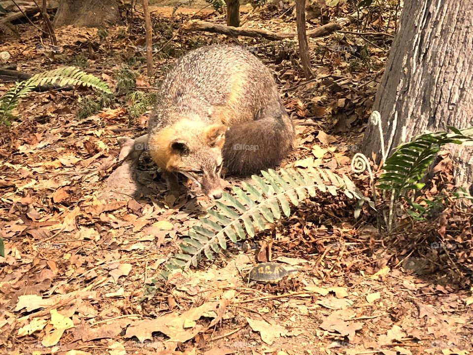 Wild Encounters: Tortoise Hunt