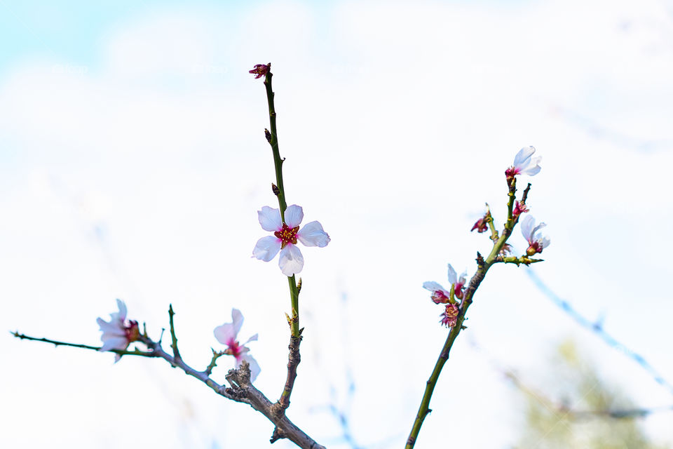 Almond tree. First flowers. 