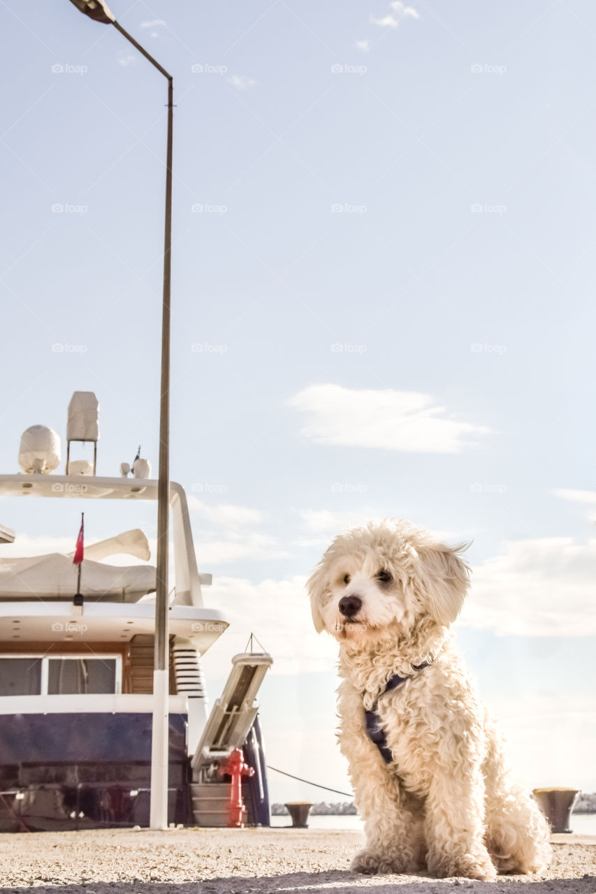 Dog, Mammal, One, Outdoors, Sky