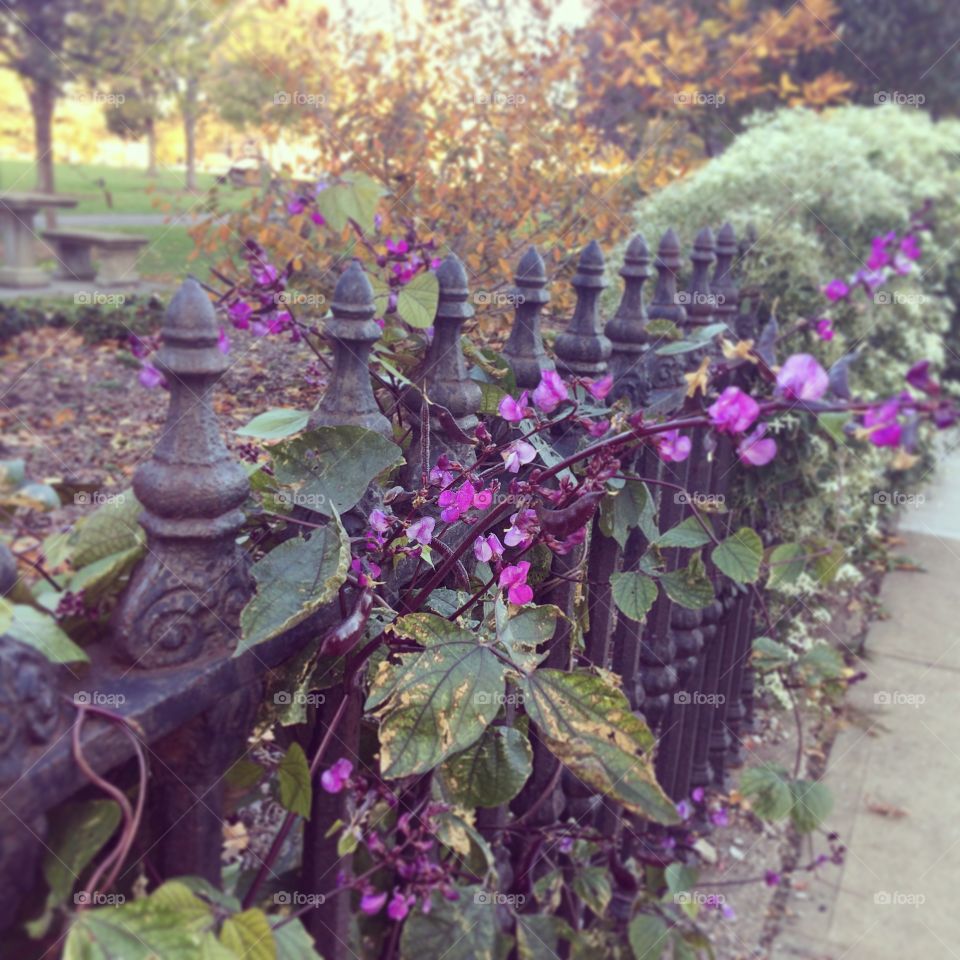 Autumn. Fall flowers on an iron gate