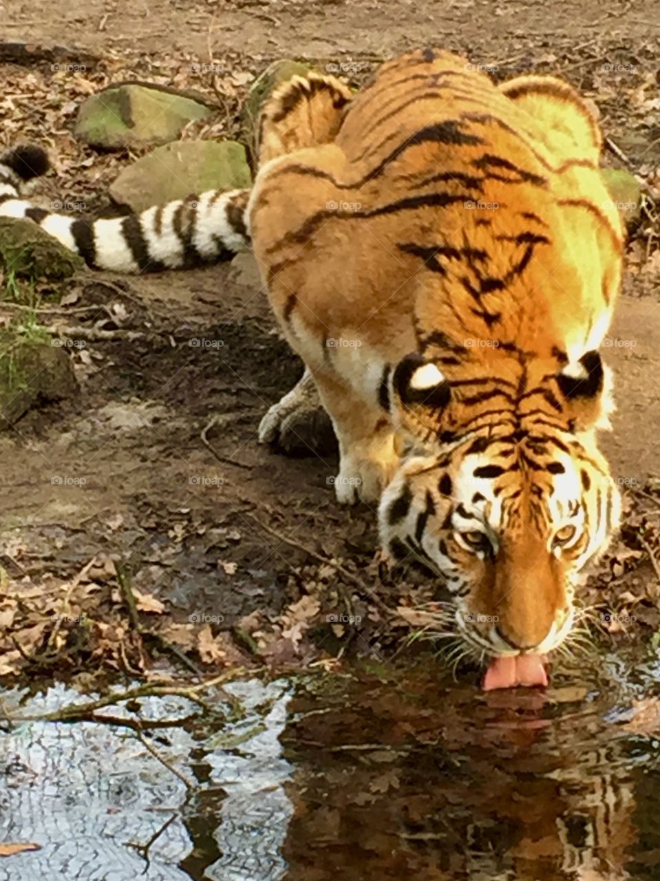 Drinking Tiger
