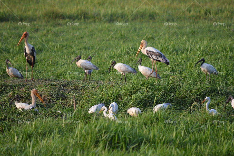 paddyfeil  birds catching fishs