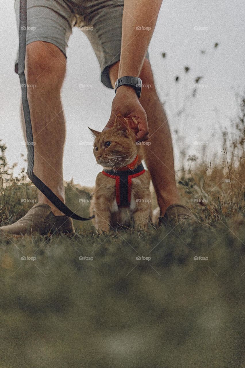 Red cat , red cat on a walk