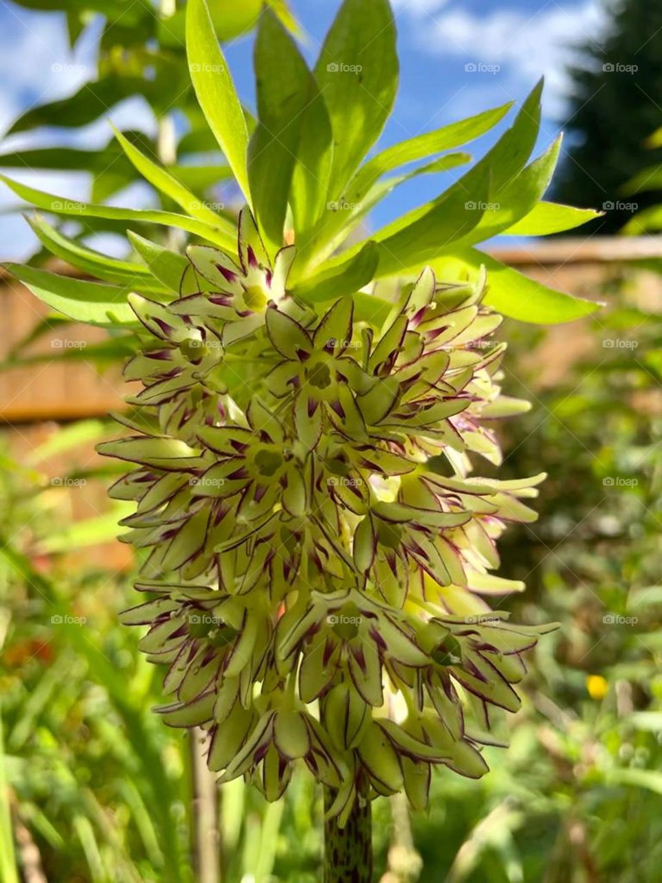 Variegated pineapple lily