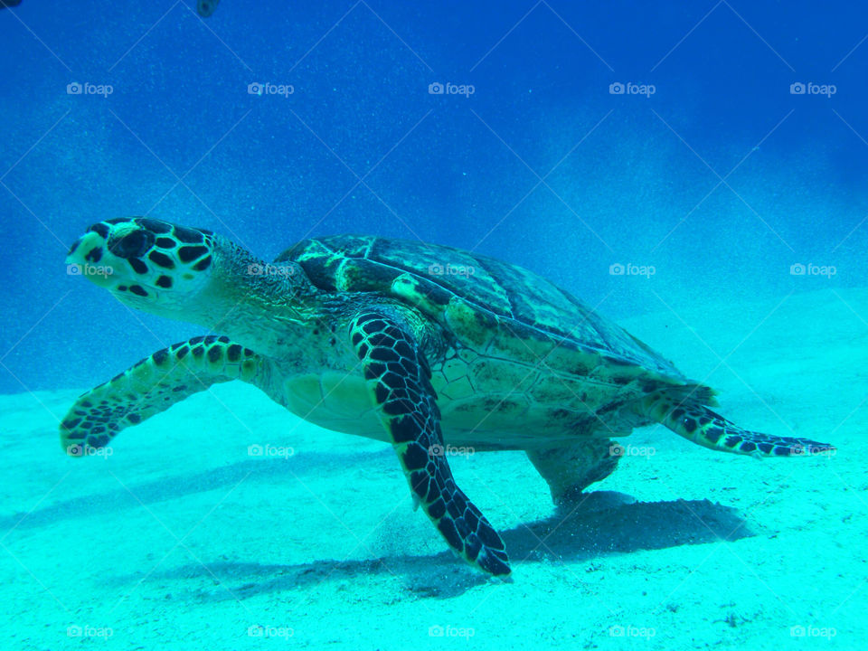 sea turtle diving honduras by omrig