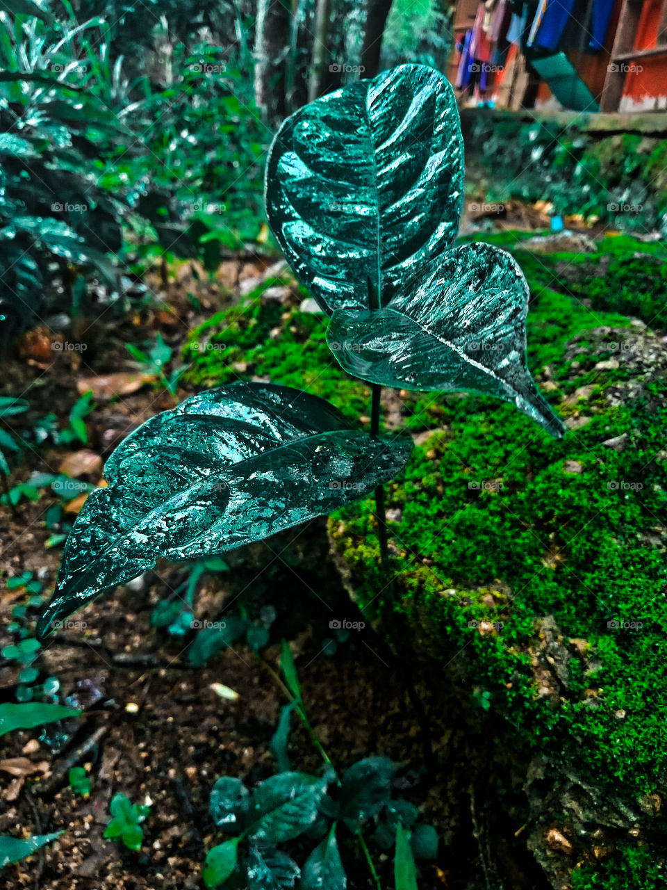 Young jackfruit tree in the rain