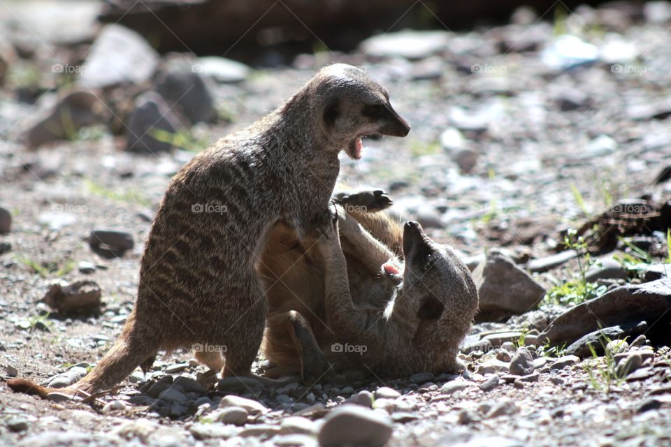 Animals, meerkats, small, fun, playing,