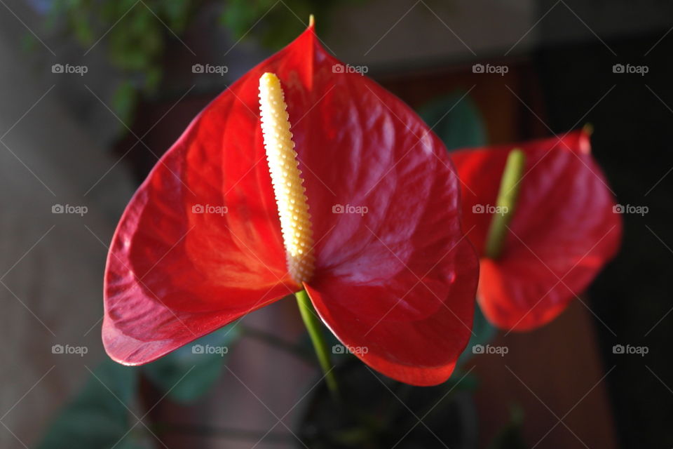  anthurium 