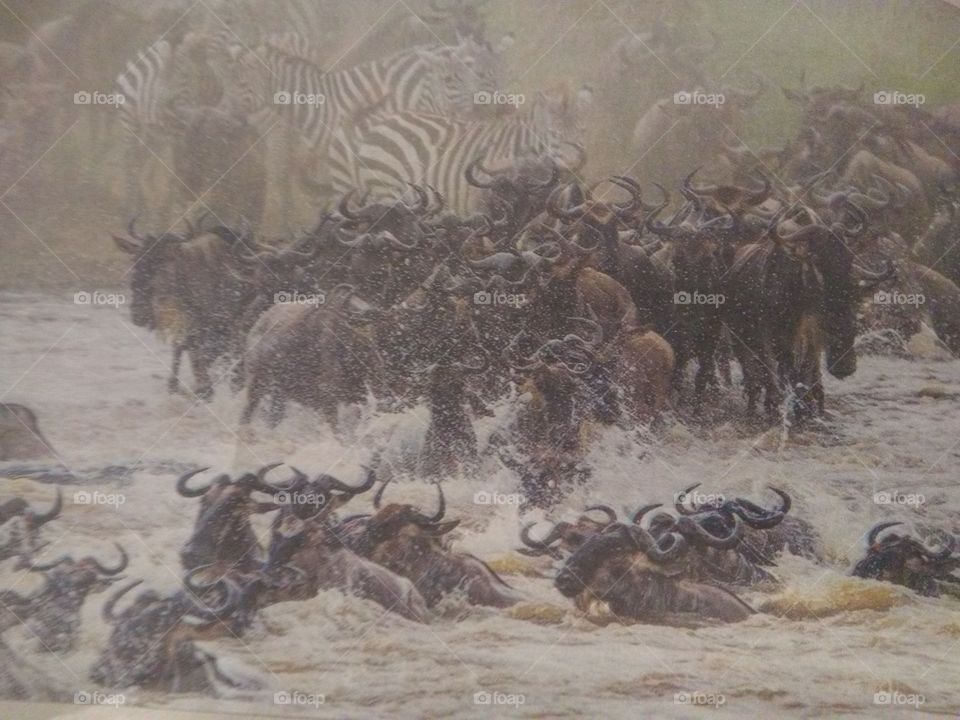 This is the 8th wonder of the world. Wild beasts crossing from Serengeti in Tanzania, Africa to Maasai Mara Game Reserve in Kenya, Africa through Maara River in search of fresh water and grass.