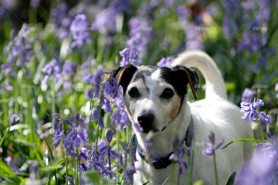 spring wood dog forest by dannytwotaps