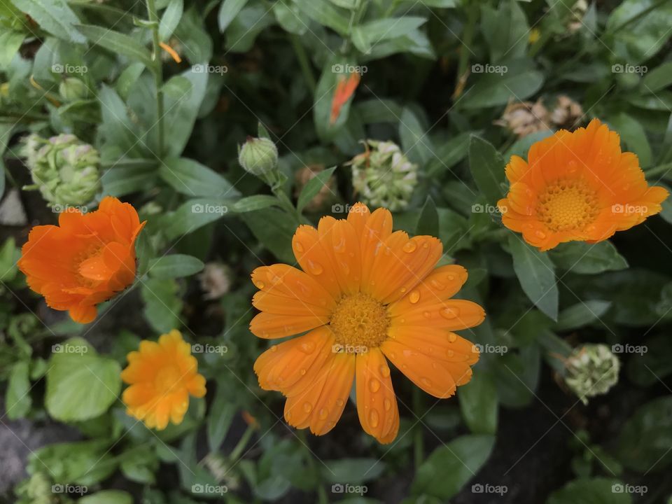 Orange marigold flowers with small raindrops on them.