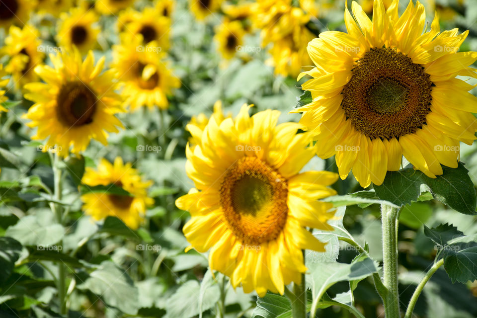 Flora, Summer, Sunflower, Nature, Flower