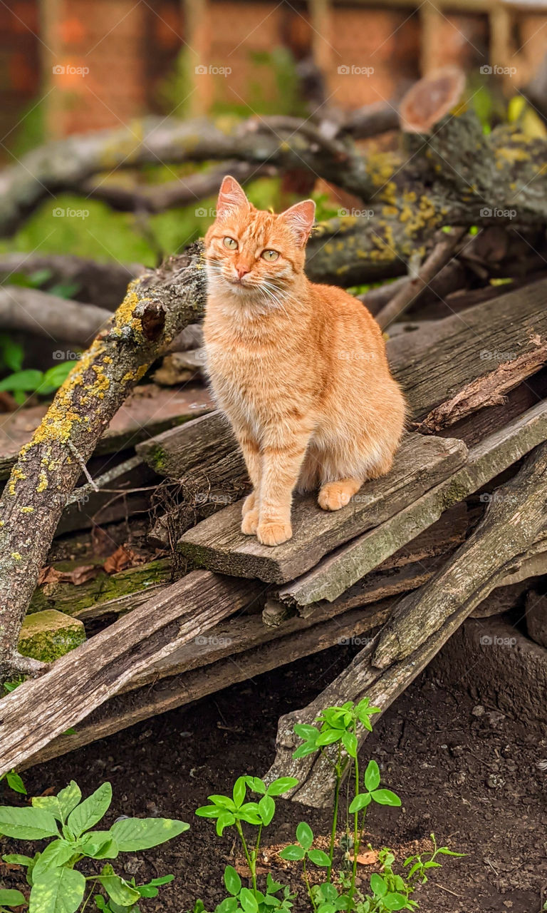Ree ginger cat sitting on wooden planks